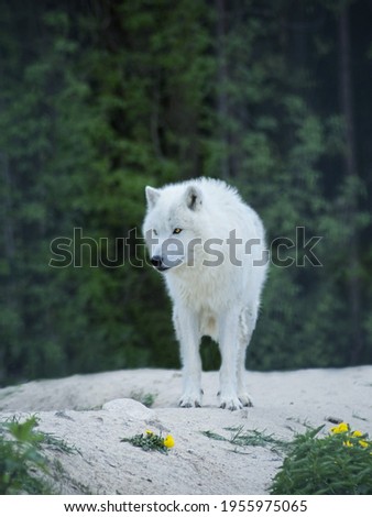 This is a picture of wolf.