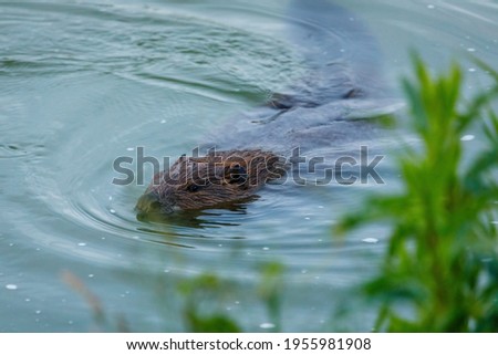 Wild European beaver or Eurasian beaver, Castor fiber, swimms in water. Beaver's head peaking out from water, brown furry body and long flat tail clearly visible. Wildlife scene. Habitat Europe, Asia.