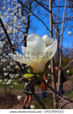 white magnolia in city park