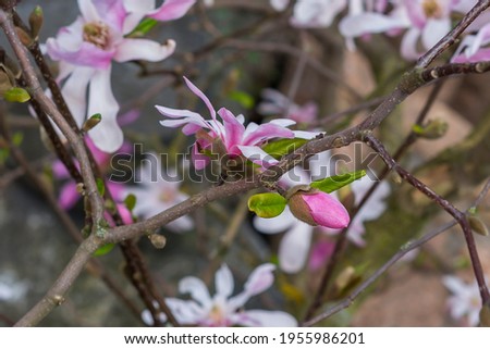Pink star magnolia branch with a partly opened flower bud