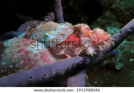 A close up view of a Bearded Scorpionfish on a grey coral Pescador Island Philippines                              
