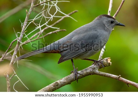 A grey catbird perched on a tree branch in Wilmington, North Carolina 