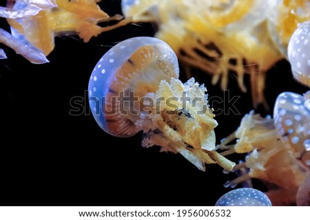 Jellyfish from Papua with white spots on their bell swimming freely on the diagonal, with their beautiful neon colors due to the aquarium light, on a black background.