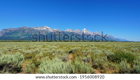 View of green sagebrush shrub (artemisia tridentate) in Grand Teton National Park in Jackson, Wyoming, United States Royalty-Free Stock Photo #1956008920