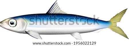 sardine 'Round herring' illustration. vector EPS format