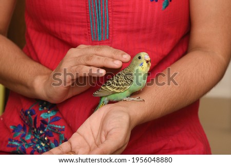 Taking care, feeding pet bird budgie chick with hand or baby love bird in caring human hand pet house Kerala , India . kid taming, playing small birdie, giving food green leafy vegetable for eating. Royalty-Free Stock Photo #1956048880