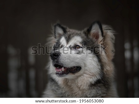 Puppy dog in the forest. Alaskan Malamute posing in a pet photosession. Furry friend with adorable snout. Selective focus on the eyes, blurred background.