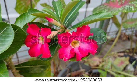 Twin deep pink flower. Tropical flowers frangipani.