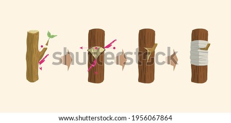 How to Graft Trees, How to Transplant Trees Royalty-Free Stock Photo #1956067864