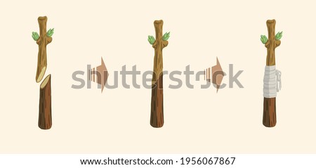 How to Graft Trees, How to Transplant Trees Royalty-Free Stock Photo #1956067867