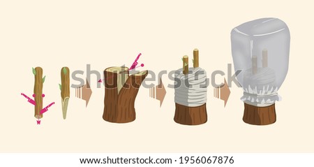How to Graft Trees, How to Transplant Trees Royalty-Free Stock Photo #1956067876