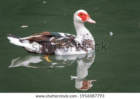 White and black duck with red head, The Muscovy duck, swims in the pond. The Muscovy duck, lat. Cairina moschata is a large duck native to Mexico and Central and South America.