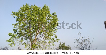 Background image of A beautiful green leaf tree and sky.