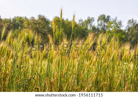 Ears of ripe wheat on an agricultural field with trees on the horizon against the sky