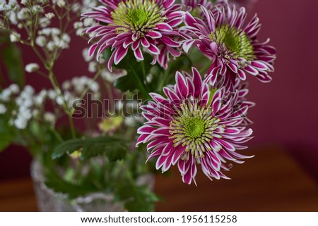 Variegated chrysanthemums. Bud, petals, bouquet.Variegated bush chrysanthemums with a green-yellow core on a blurred background.  