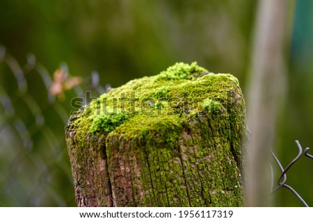 Photo of wooden post covered by moss