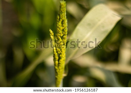 Corn plant, or maize, is that it is a grass and the corn grains we eat are formed by the female flowers
