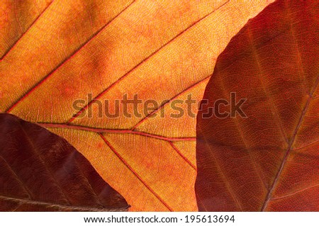Nice colored autumn leaf, in  a close-up picture