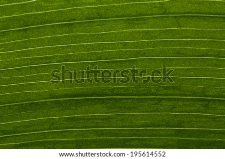 Closeup picture on a fresh leaf with symmetrical lines