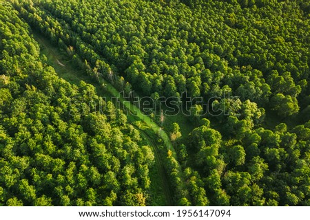 Belarus. Aerial View Of Green Small Bog Marsh Swamp Wetland In Green Forest Landscape In Summer Day. High Attitude View. Forest Lane In Bird's Eye View. Royalty-Free Stock Photo #1956147094