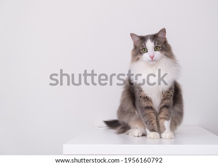 A beautiful gray and white cat sits on a white background with a place for text and looks into the camera. Pets in a stylish interior.