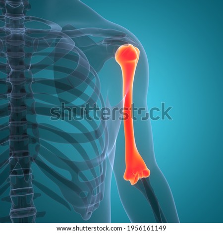 Human Skeleton System Humerus Bone Joints Anatomy. 3D