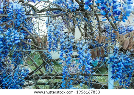Blue colour splash organic background with blue plants