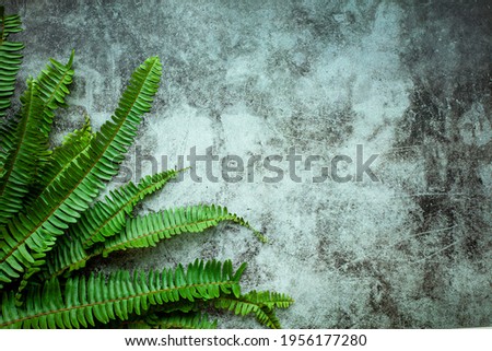 Creative nature layout made of tropical leaves. Summer concept. Fern Palm and monstera leaf on wall textures. Nature beach background layout with free text space.