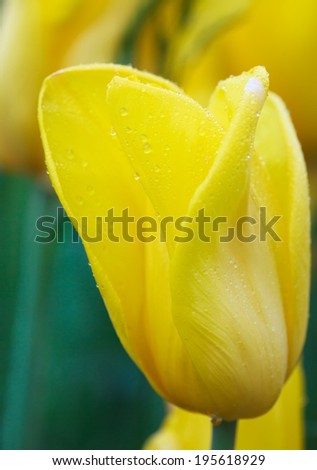 Yellow tulip flower with morning dew drops, macro background, selective focus 
