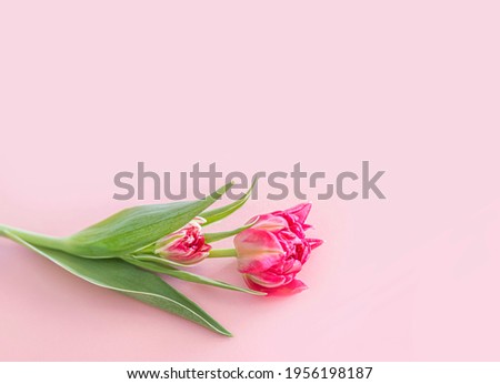 Pink flower lies on a pink background one