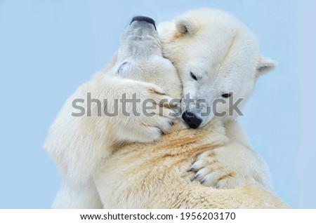 Polar bear hugs on a blue background Royalty-Free Stock Photo #1956203170