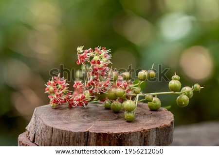 Henna or lawsonia inermis ,flower ,fruits and green leaves on nature background.