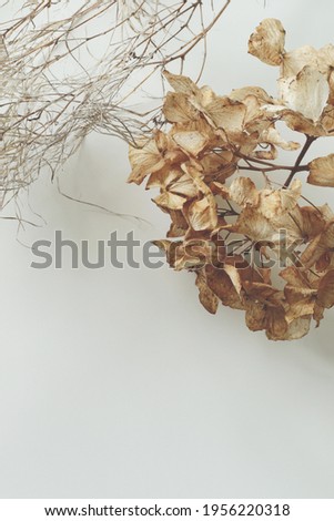 dry autumn flowers on white background with free space for text