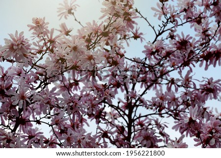 Pink magnolia blossom on a tree in spring