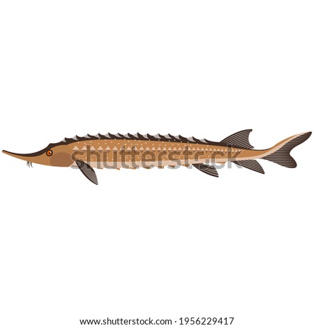 Vector rare kaluga spike fish freshwater species illustration