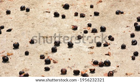 Small black bodhi seeds fell on the ground, the droplets scattered on the ground.