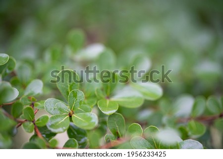 Close up of Ivory Coast almond or Black afara fresh tree leaves after the rain with blurry of green leaves in background