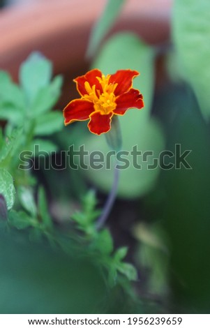 This image shows a red and orange tagets blossom in its open state. The background is green.