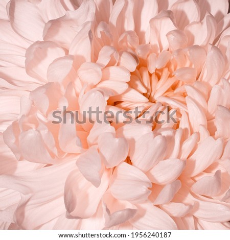 Pastel pink peach Chrysanthemum Flower. Pink flower background. Happy Birthday, Mother's Day, International Women Day, Wedding Day greeting card, holiday background.              