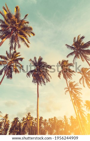 Tropical palm tree with sun light on sunset sky and cloud abstract background. Summer vacation and nature travel adventure concept. Vintage tone filter effect color style.