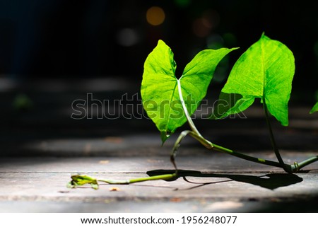 A picture of a leaf that stands to fight in the dark.