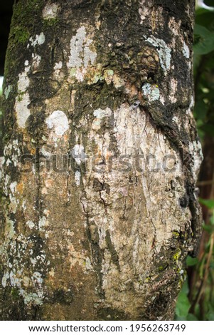 bark pattern with black stripes on white bark and with a bark texture