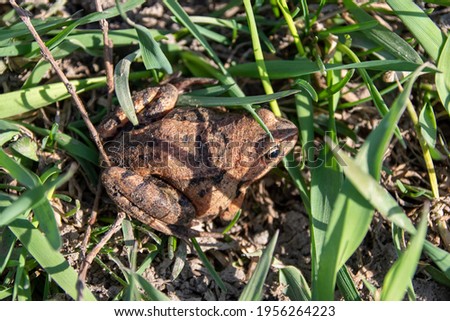 The common frog (Rana temporaria), also known as the European common frog, European common brown frog, or European grass frog sitting on the green grass. Royalty-Free Stock Photo #1956264223