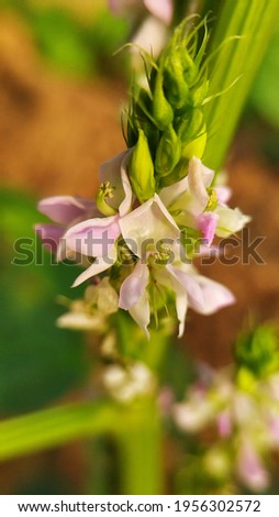Cluster bean flower with whitish violet inflorescence  with natural back ground