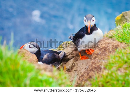 Beautiful vibrant picture of Atlantic Puffins on Latrabjarg cliffs - western-most part of Europe and Europe's largest bird cliff, Iceland 