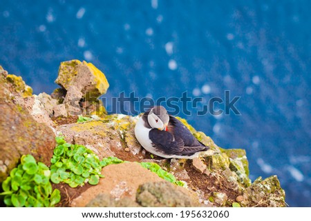 Beautiful vibrant picture of Atlantic Puffins on Latrabjarg cliffs - western-most part of Europe and Europe's largest bird cliff, Iceland 