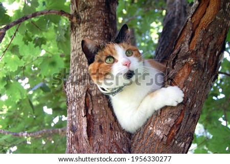 A calico cat stuck in a tree Royalty-Free Stock Photo #1956330277