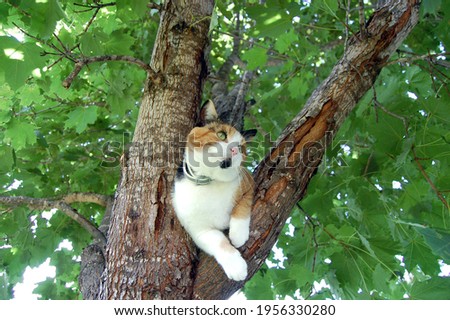 A calico cat stuck in a tree Royalty-Free Stock Photo #1956330280