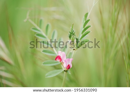 Floral summer spring background. Grass close-up in a field on nature. Colorful artistic image, free copy space