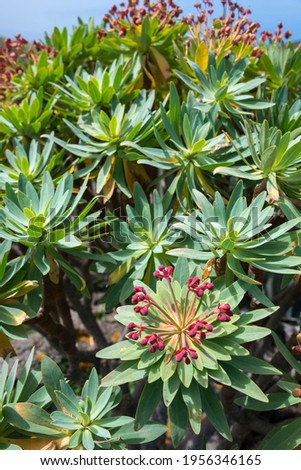 Closeup of a tabaiba plant, in the area of Teno Alto, Tenerife, Canary Islands